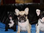 FRANZÖSISCHE BULLDOGGEN WELPEN GECHIPT ENTWURMT GEIMPFT