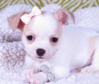 SUPER Chihuahua Welpen in Kurzhaar VDH/FCI. Klasse statt Masse