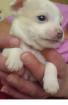 Chihuahua-Welpen zuverkaufen