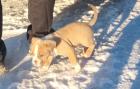 American Bully Pocket